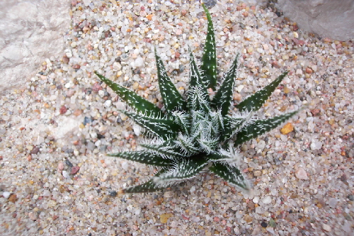 aloe haworthioides